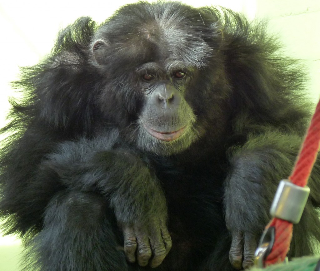 Louise Green_chimpanz