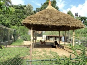 Community dog shelter