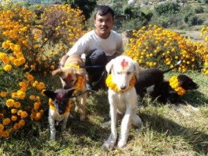 Community Dog Welfare Centre