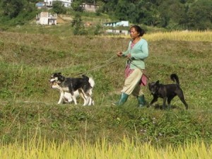 Community Dog Welfare Centre